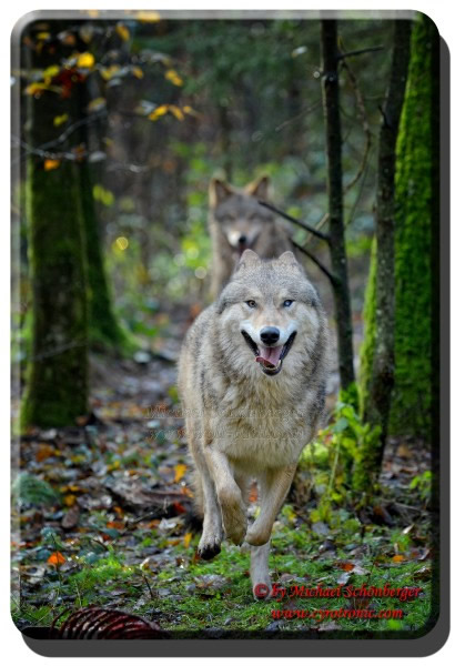 Foto - Mongolische Wölfe